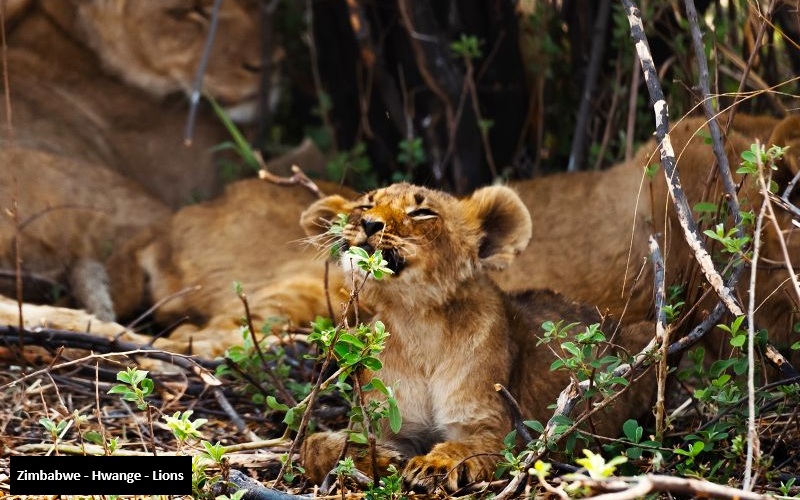 Jenman - Grand Zambezi Tour  ( Livingstone - Victoria Falls)